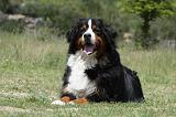BOUVIER BERNOIS 413